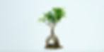 Bonsai tree