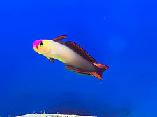 fish45.jpg