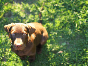 Hondenetiquette/verdraagzaamheid: