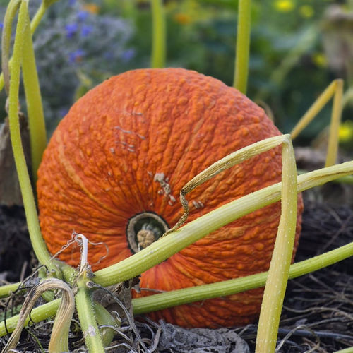A big orange pumpkin growing on the vine