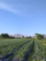 サムネイル： 和泉市産のとうもろこしセット（黄色５本・白色５本）