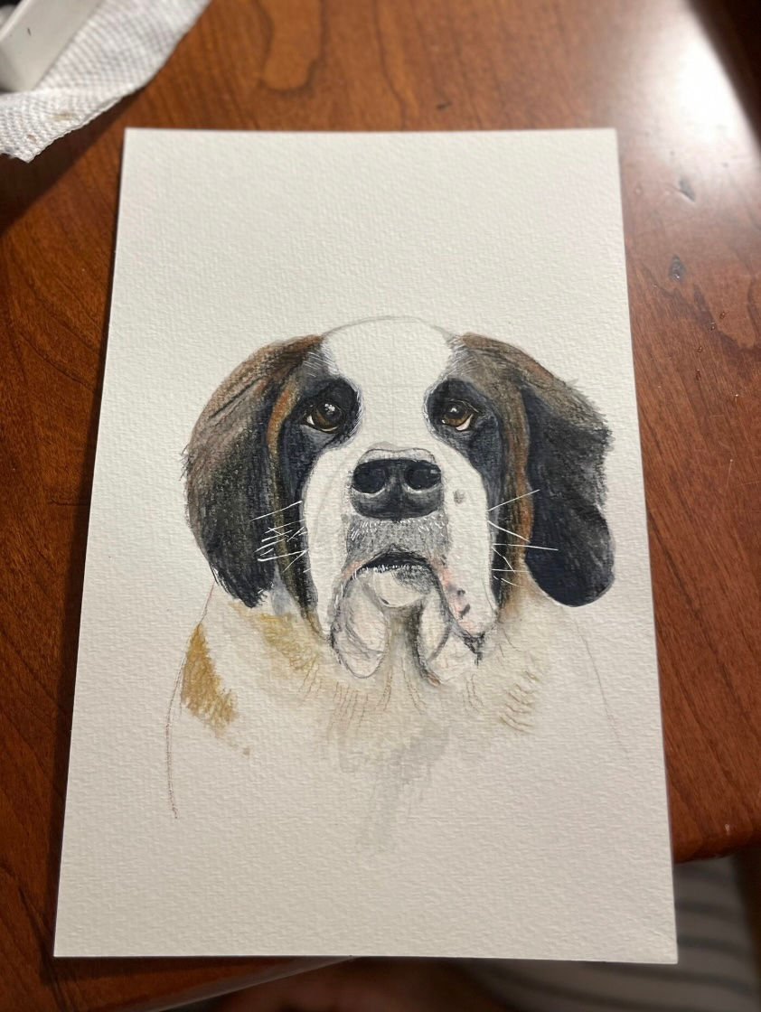 A saint bernard pet portrait painted in watercolor.