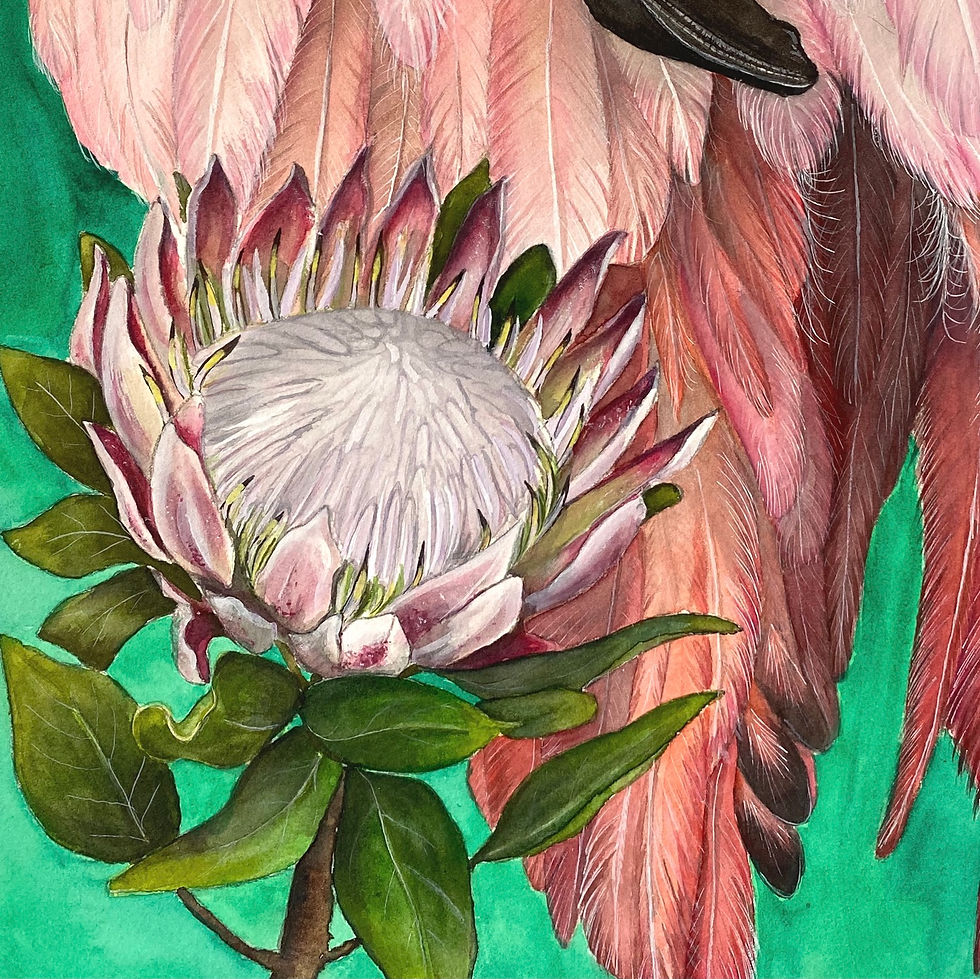 Thumbnail: ‘Caribbean Flamingo’  