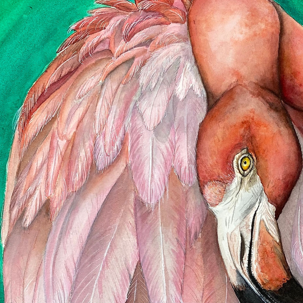 Thumbnail: ‘Caribbean Flamingo’  