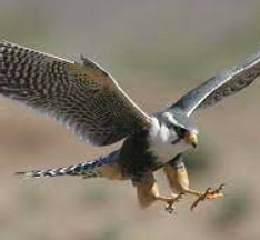 Peregrine Forum of Wisconsin