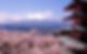 Cherry-Blossoms-and-Mount-Fuji-Japan-Wallpaper (1).jpg