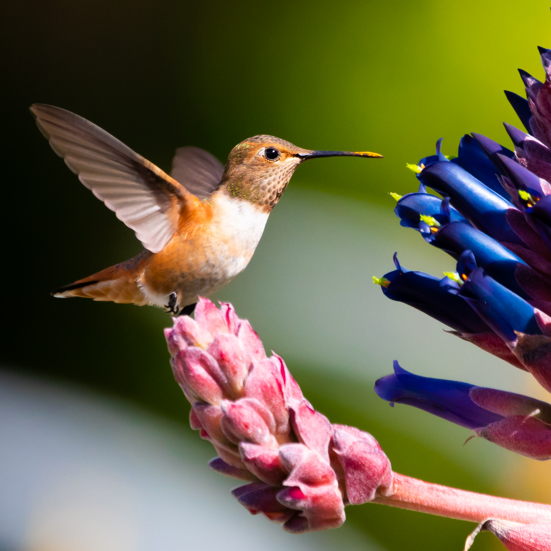 Hummingbird, Huntington Library, CA