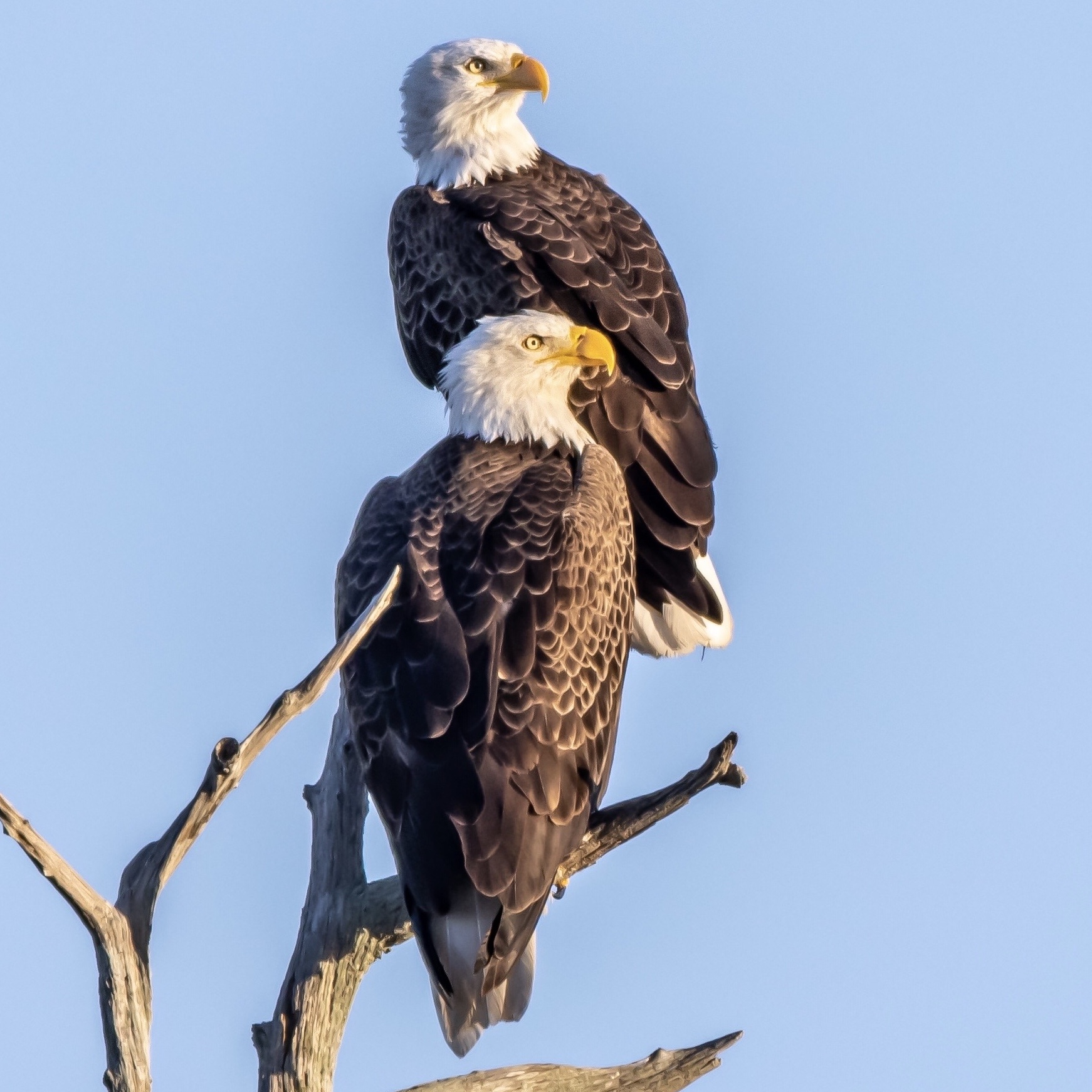 bald eagles at Orlando