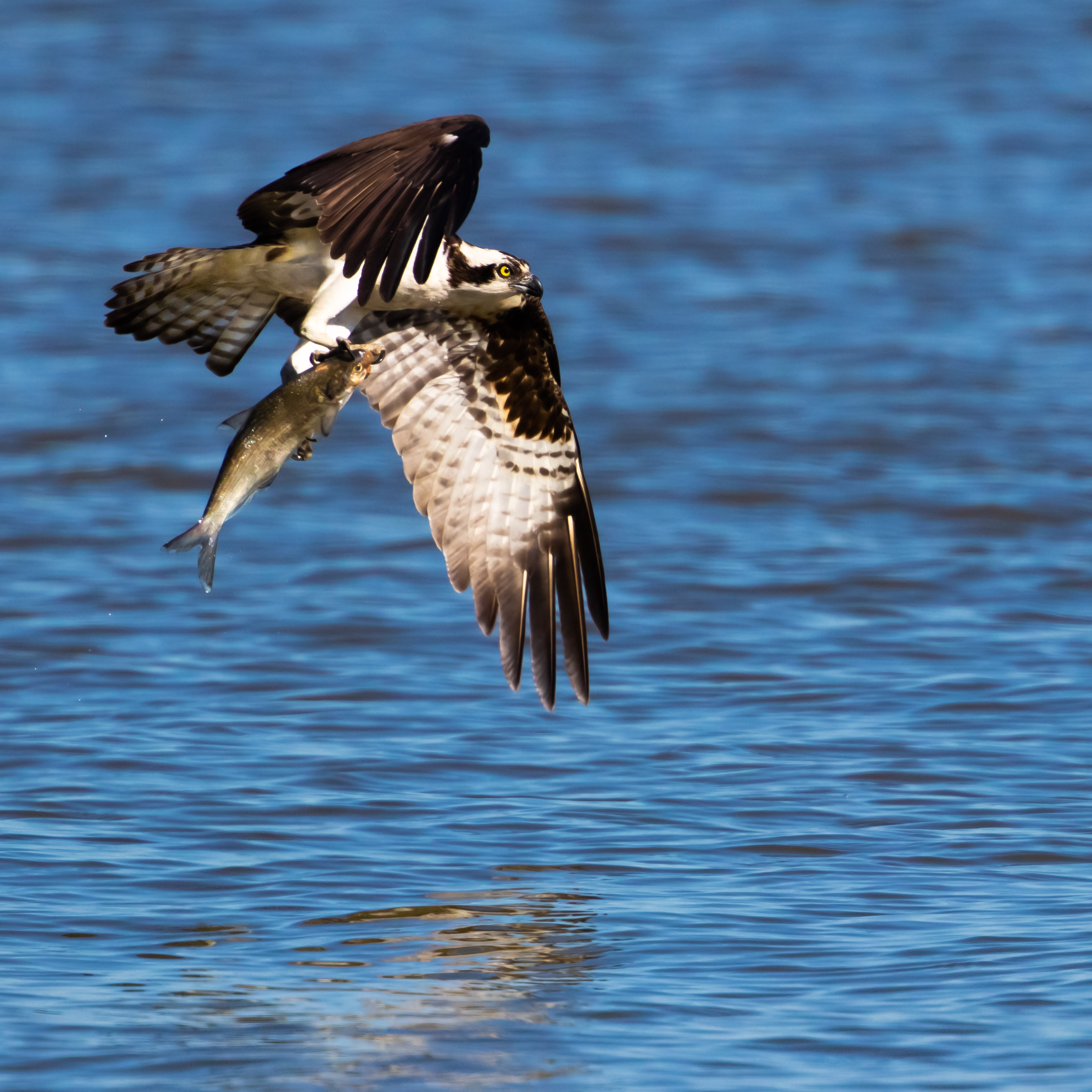osprey fishing at Virginia