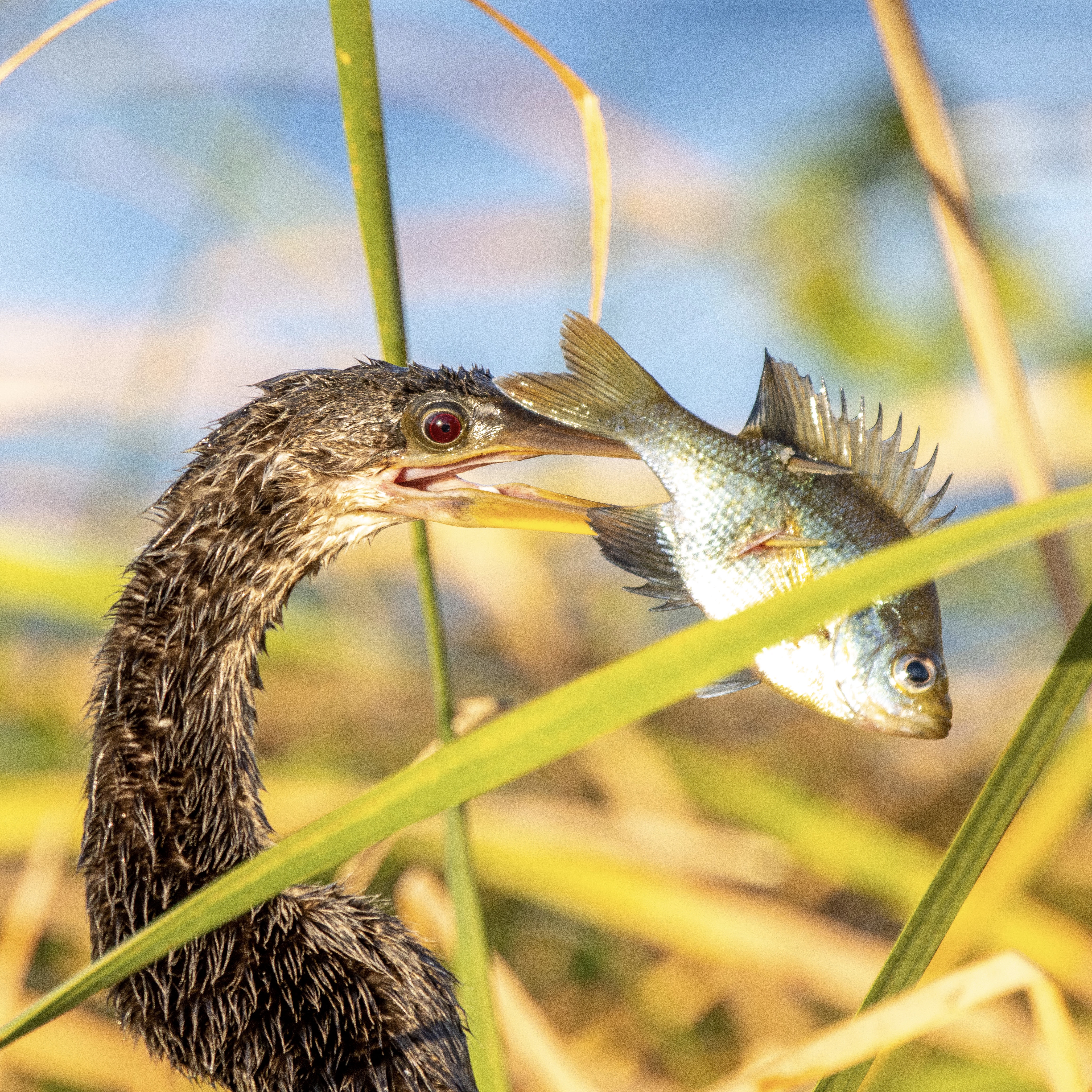 Anhinga fishing at Orlando
