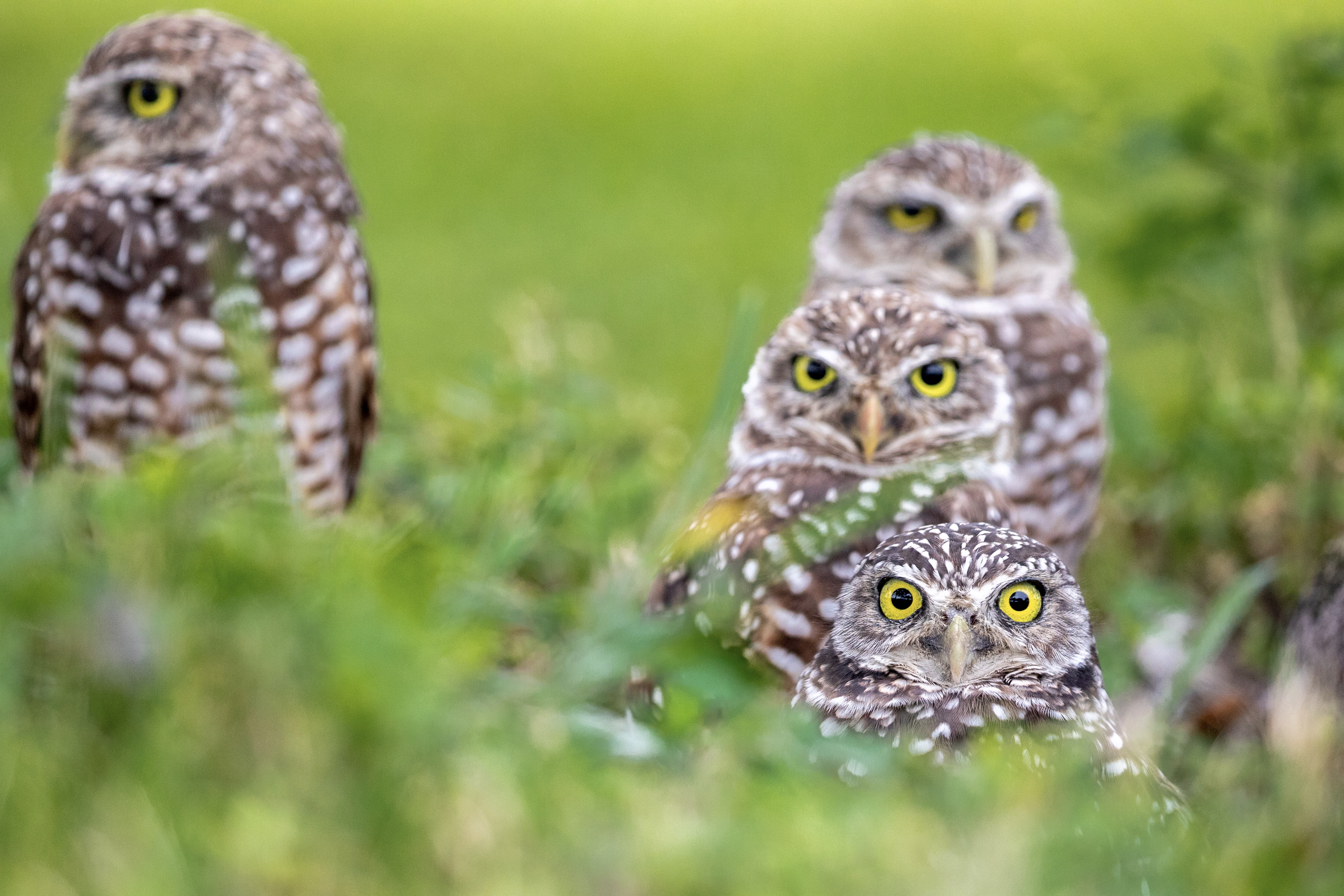 burrow owls at Miami
