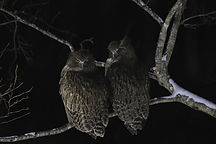 CQ9A0011.JPG