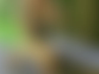 A Peaceful Warrior - A Peaceful Environment