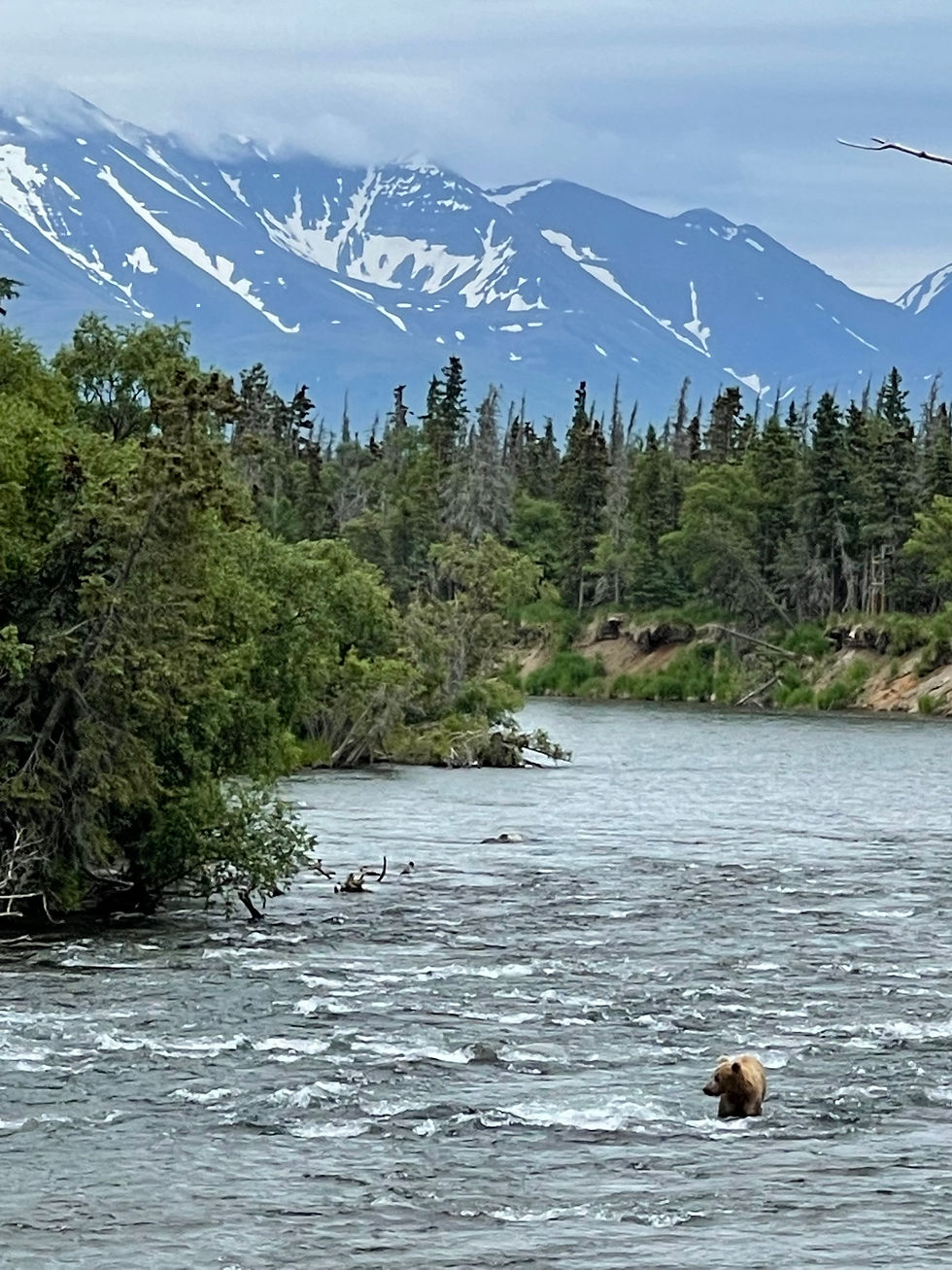 Bear in the water with mountain and trees in the background