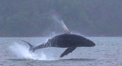 Humpback breaching off Orca Point.jpeg