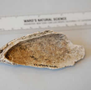 Tatoosh ocean acidification and mussel research featured in National Geographic magazine