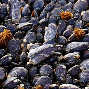 New paper out: Shells of the California mussel have become thinner over the past 2,000 years
