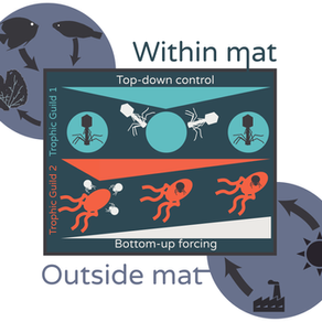 New paper out: Marine cyanobacteria in the anthropocene