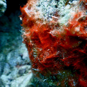 New paper out: Viral association with cyanobacterial mat mortality