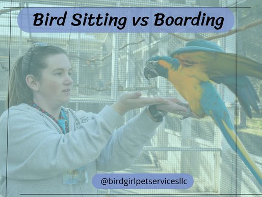 Choosing the Right Boarding Option for Your Exotic Pet