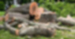 A wide tree stump on the ground surrounded by the cut up remains of the tree. Several large sections of trunk are present.
