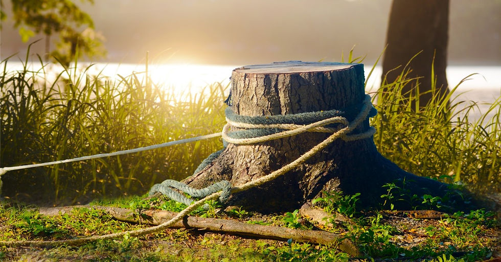A tree stump sitting among a patch of tall grass. There is an old rope tied around the base of the stump.