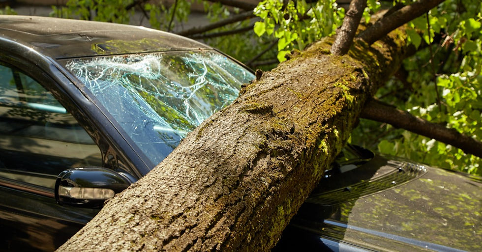 A thick tree branch that has fallen onto a car's hood. The branch has smashed the hood and cracked the windshield.