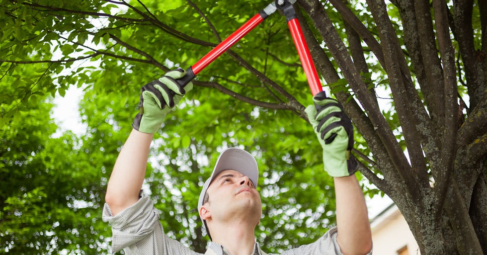 A gardener wearing gloves using a large pair of clippers to lop off a single branch of the tree he is standing under.