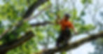 An arborist in an orange shirt is suspended from a tree by a series of ropes. He is cutting off dead tree branches.