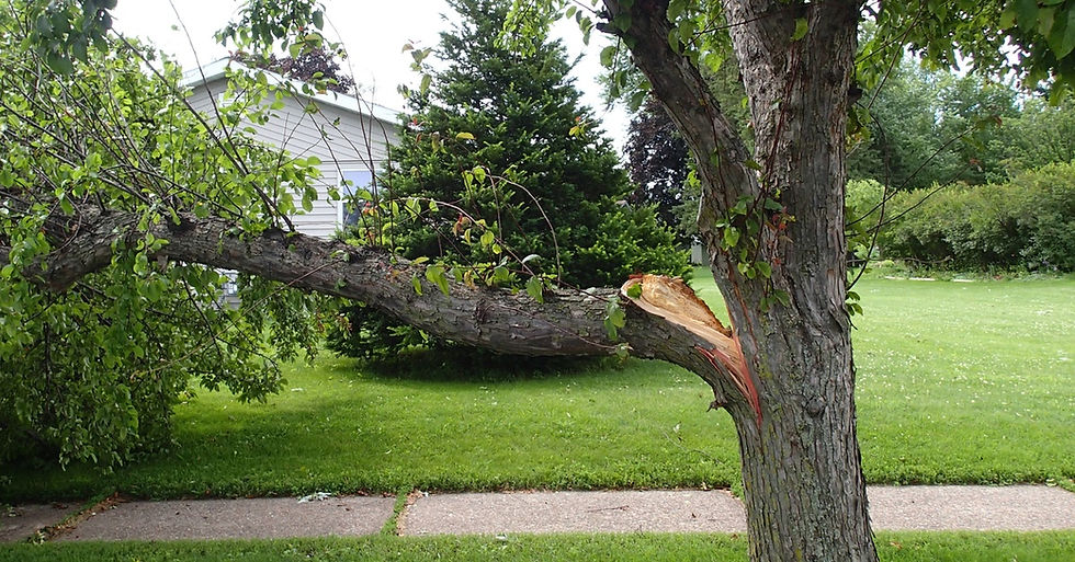 A damaged tree that has been split after a storm. Half of the tree's trunk is broken and laying on the grass.