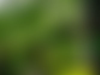 How To Spot Hazardous Dead Limbs On Your Trees