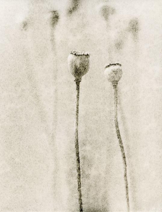 Poppies-Lith.jpg