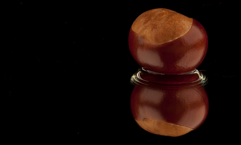 Horse Chestnut (Conker)-1.jpg
