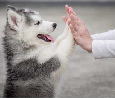 Who needs kids when we have Fluffy and Rex - The $125 billion growing Megatrend