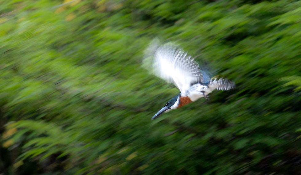 Blurred kingfisher in flight against a lush green backdrop, wings spread, capturing a sense of motion and energy in nature.
