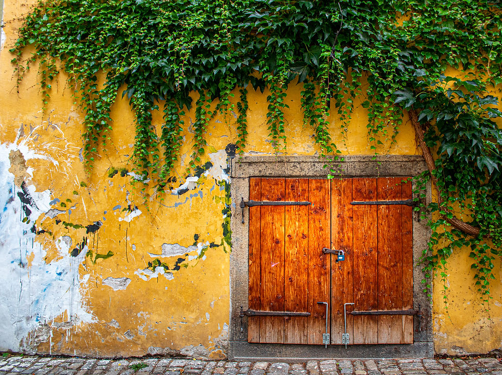 Wooden doors with metal hinges on a weathered yellow wall, adorned with green ivy. Cobblestone path at the bottom. Rustic and serene.