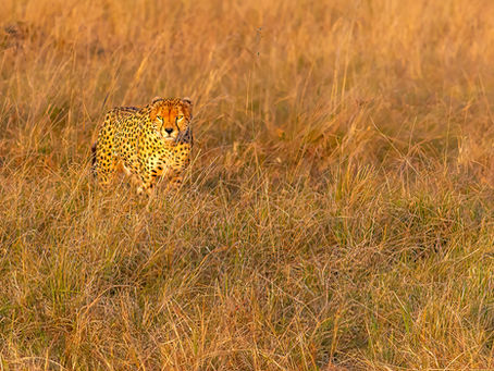 Through the Lens: East Africa Safari Photography Tips