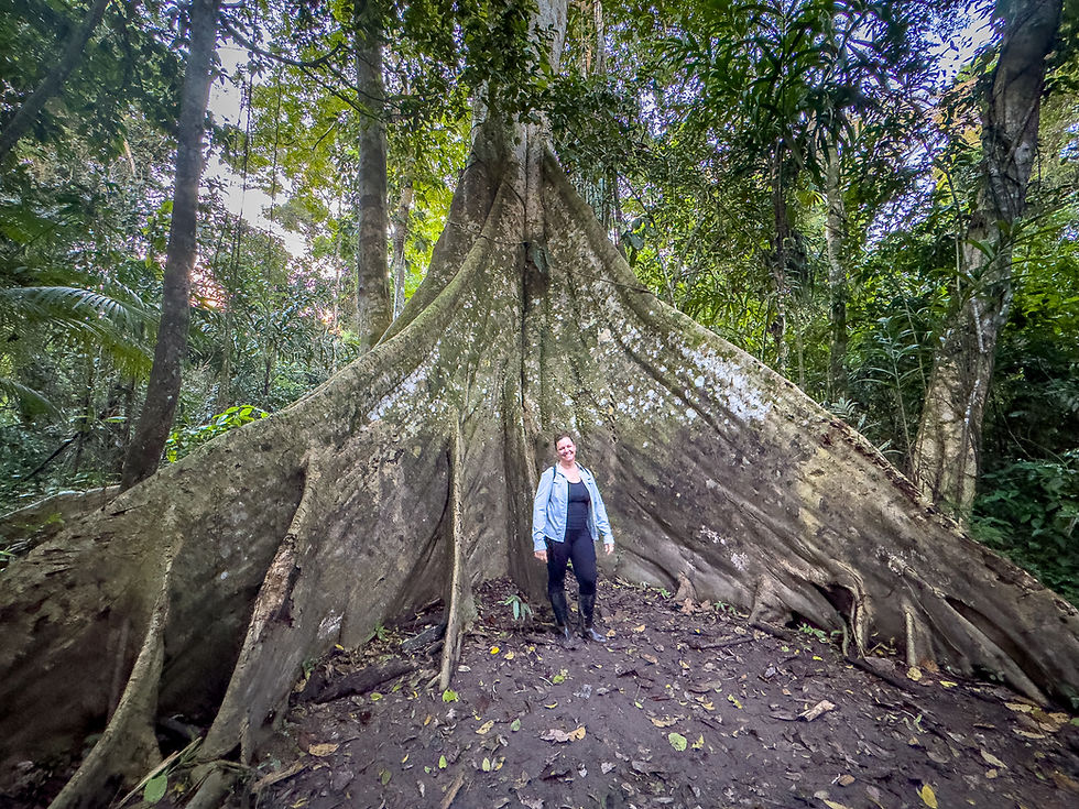 Person stands by massive tree roots in lush forest, wearing a blue jacket and boots. The scene is serene and green.