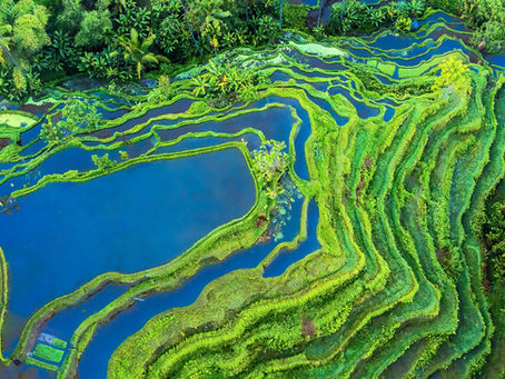 Nuts and Bolts: Travel Tips for Visiting Ubud, Bali