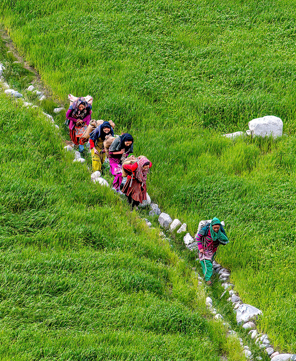 People in colorful clothes walk along a narrow path carrying bundles through a lush green field, creating a vibrant and lively scene.