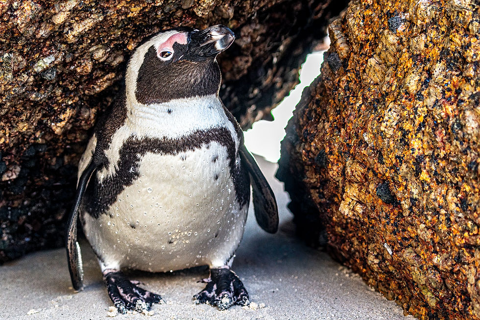 Penguin standing on sand under a rocky crevice, surrounded by textured brown and orange rocks. Feathers are wet, suggesting recent water activity. Boulders Beach