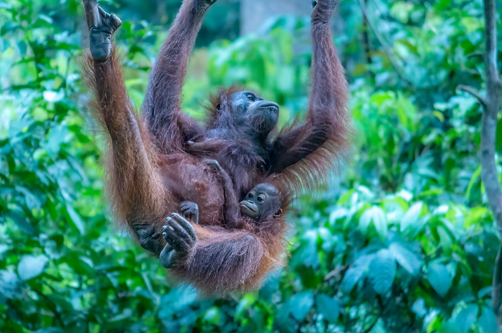a mother orangutan carries her baby through the forest at the Sepilok Orangutan Rehabilitation Center