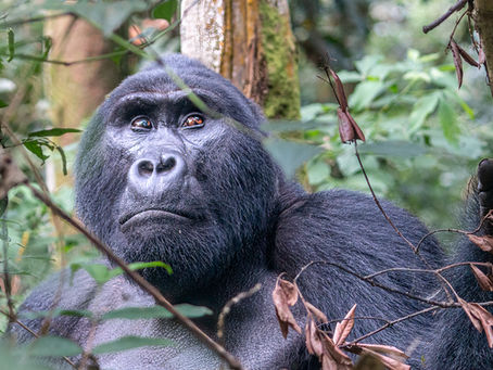 Nuts and Bolts: Travel Tips for Finding the Best Uganda Safari for You