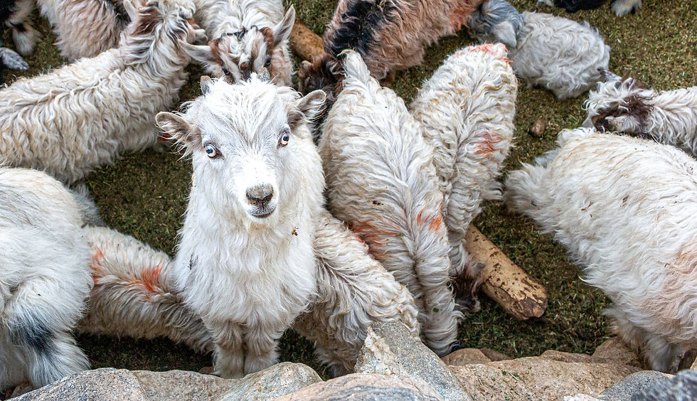 White goats with curly fur stand on grass, one looking at the camera. Rocks form a border. The scene appears lively and natural.