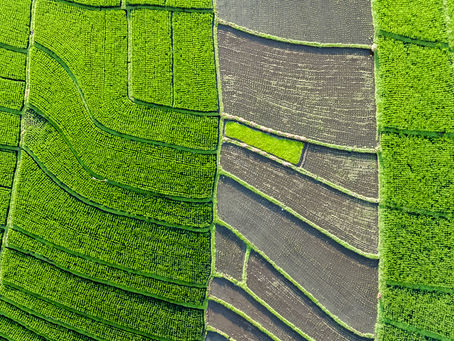 Is Bali Worth Visiting? Pros, Cons, and Honest Advice