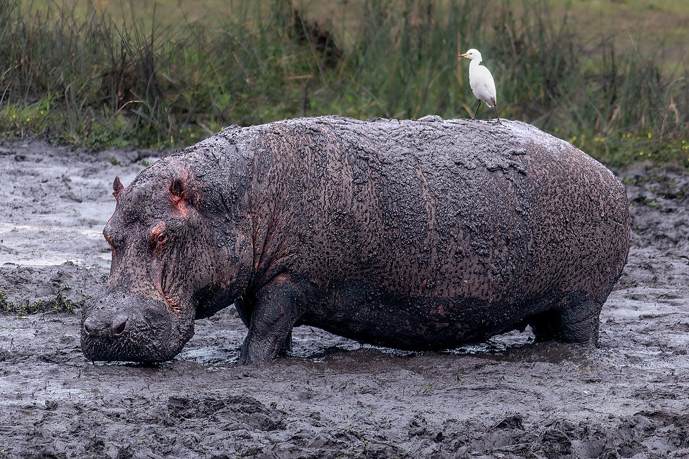 Hippo covered in mud stands in a swampy area. A white bird perches on its back. Grass in the background, creating a tranquil scene.