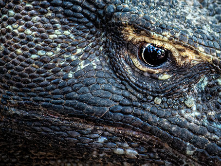Nuts and Bolts: Travel Tips for visiting Komodo National Park