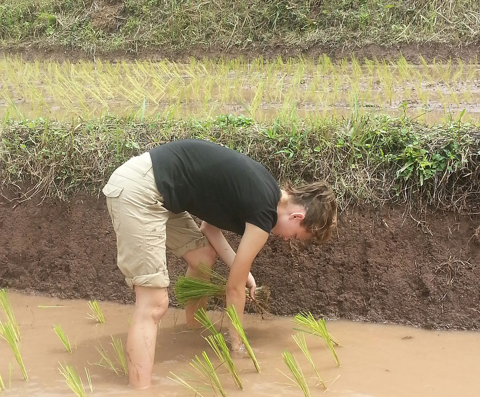 Person planting rice seedlings in a muddy field. They wear a black shirt and beige shorts. Earthy background with a calm, focused mood.