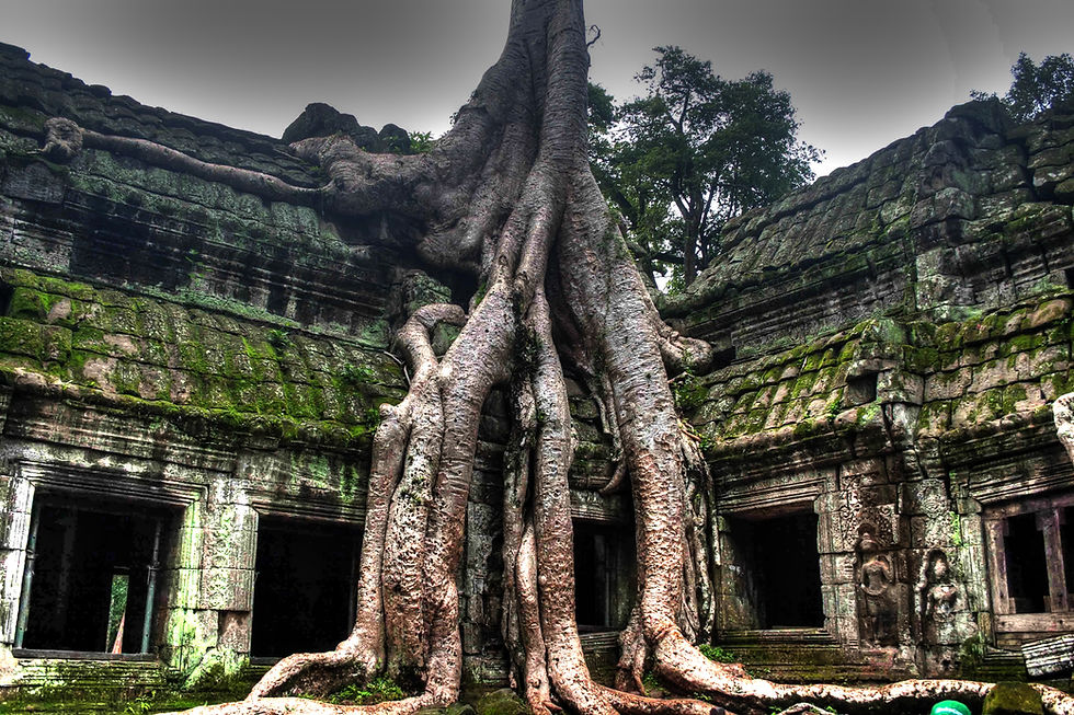 A massive tree grows atop the crumbling ruins of the ancient Khmer temple of Ta Prohm