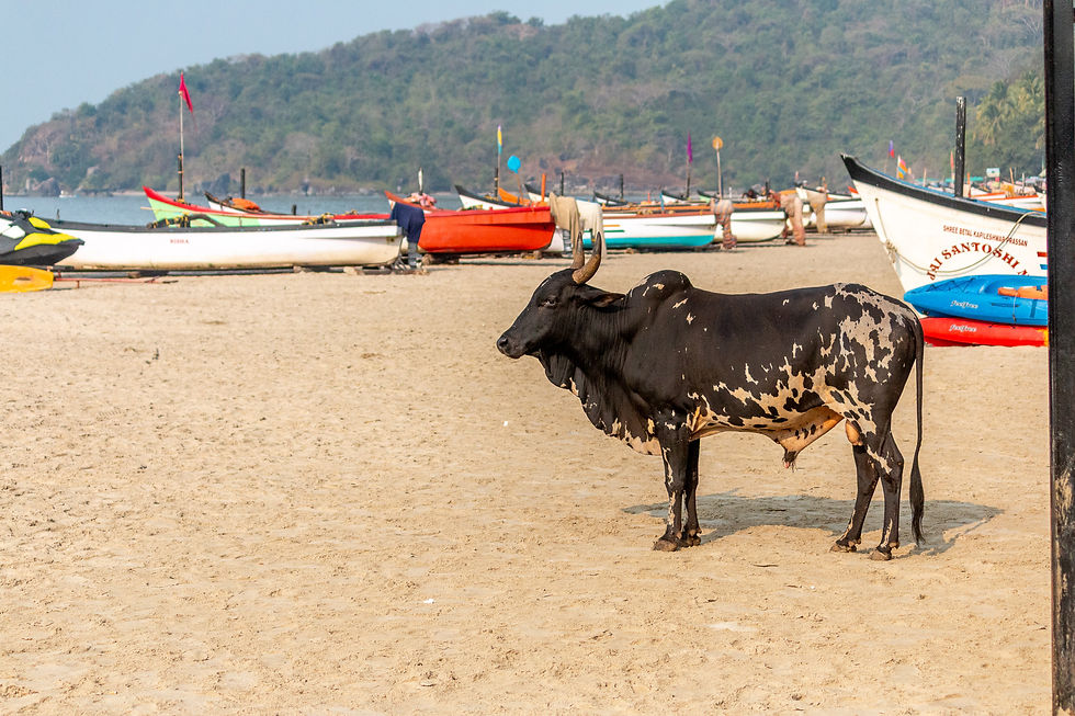 A black and white cow stands on a sandy beach with colorful boats in the background. Green hills are visible under a clear sky.